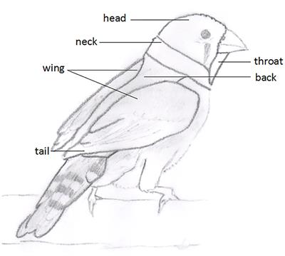 Plumage and Fat Condition Scores as Well-Being Assessment Indicators in a Small Passerine Bird, the Zebra Finch (Taeniopygia guttata)